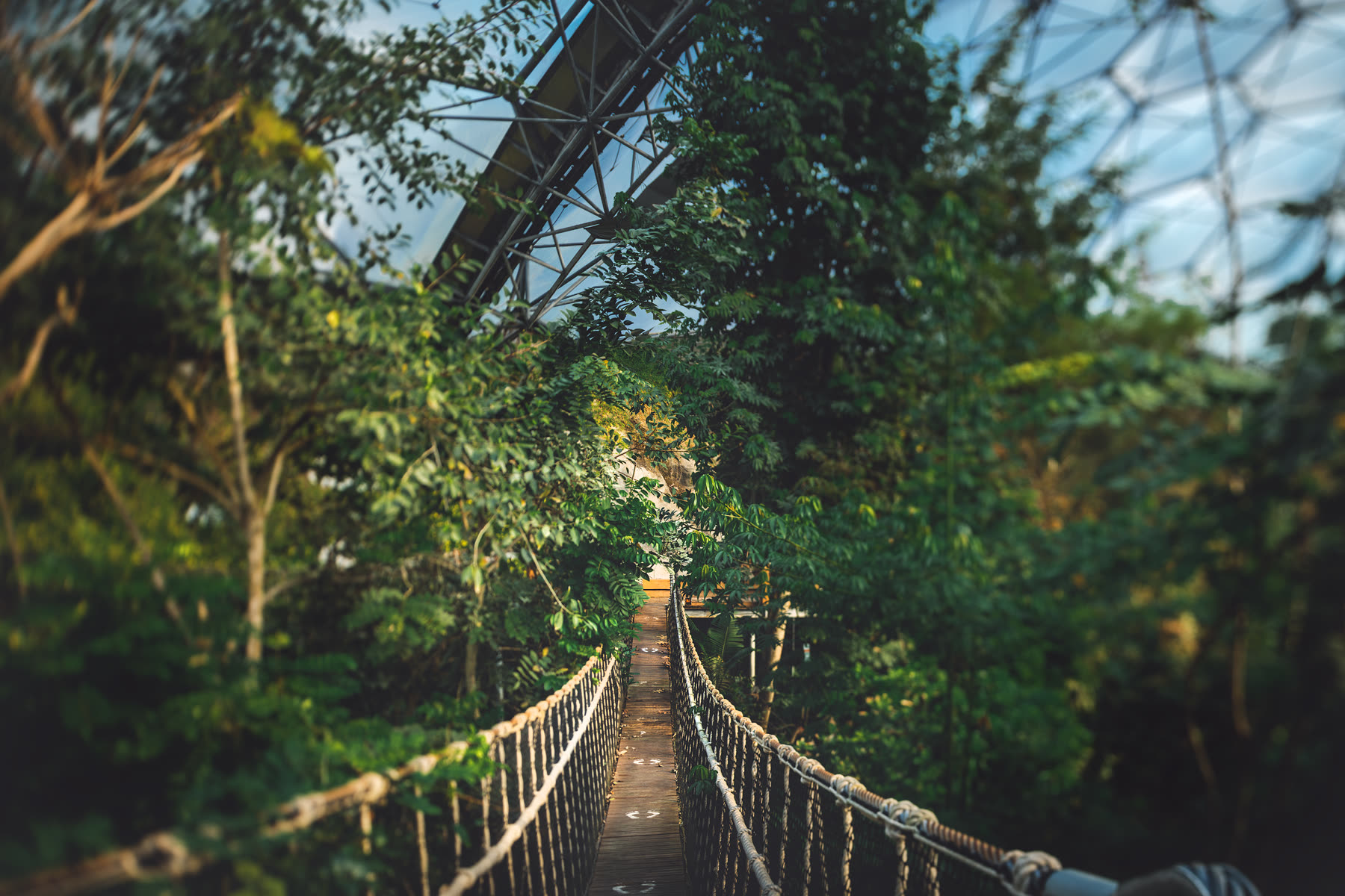 The rainforest biome walkway at the Eden Project