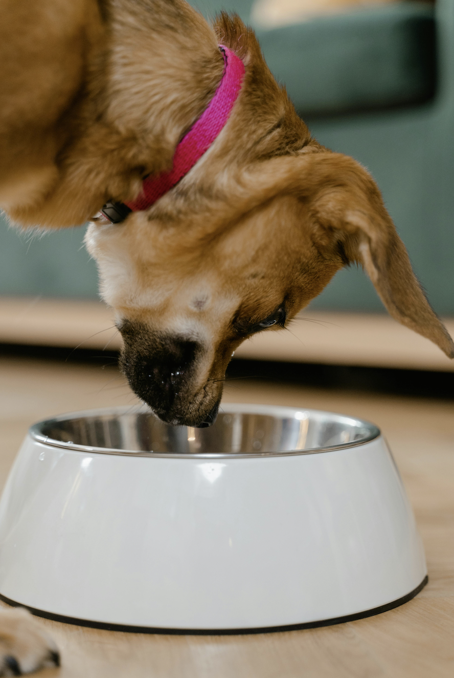 Research findings on the carbon footprint of pet food