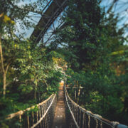 wobbly-bridge-eden-project-rainforest