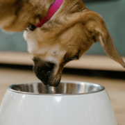 dog-food-carbon-footprint-university-edinburgh-research