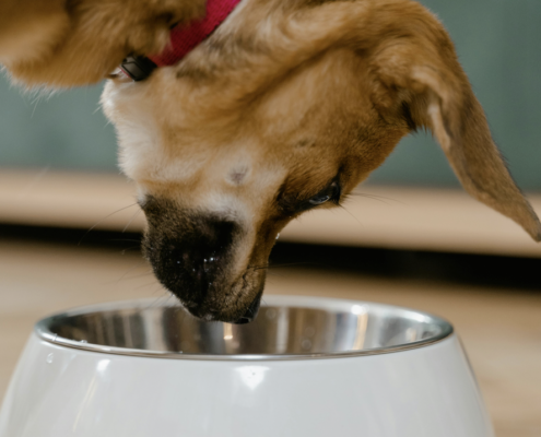 dog-food-carbon-footprint-university-edinburgh-research